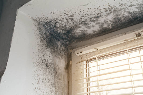 Affordable Bathroom Mold Removal solutions in Partlow, VA